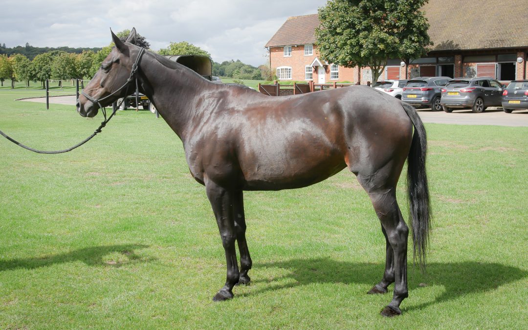 HUELLA – SOLD